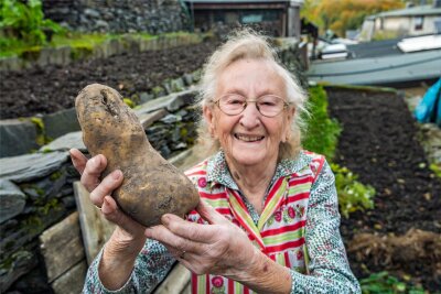 Mega-Kartoffel aus erzgebirgischem Garten: Lößnitzerin erntet Knolle mit fast einem Kilo Gewicht - Brigitte Ludwig mit der Riesenkartoffel, die sie in ihrem Garten an ihrem Haus in Lößnitz geerntet hat.