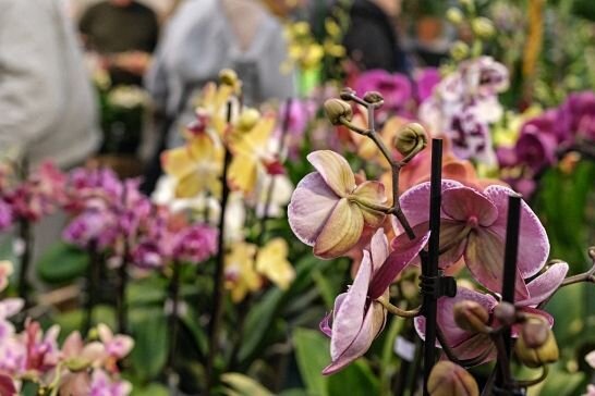 Mehr als 10.000 Orchideen-Blüten in Leipzig - Hunderte Orchideen, außergewöhnliche Züchtungen und Hybriden werden in den Gewächshäusern kunstvoll präsentiert. 