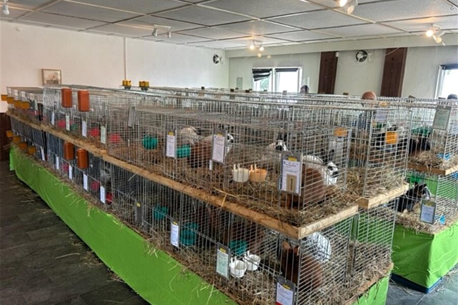 Mehr als 200 Besucher begutachten 350 junge Kaninchen - 65 Züchter hatten zur Kreisjungtierschau in Frankenberg mehr als 350 Rassekaninchen mitgebracht.