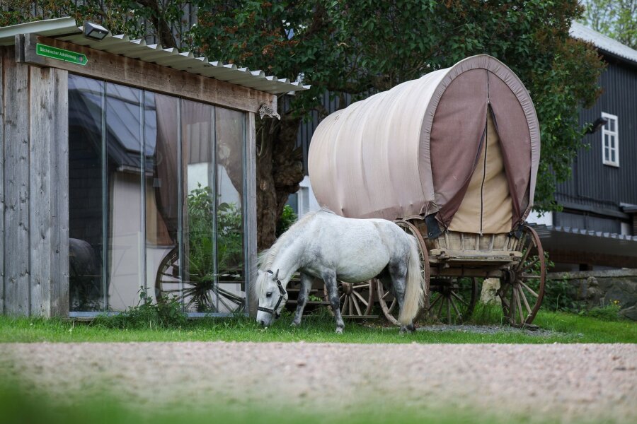 Mehr Geld für Wander- und Pilgerprojekte in Sachsen - Pony Eddie steht neben einem altem Pferdewagen, der mit Heu als Schlafmöglichkeit für Pilger dient.