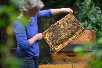 Mehr Tierhaltungen: Plus bei Bienenvölkern und Geflügel - Imkerin Marion Loeper hält eine Brutwabe mit Honigbienen aus einem Bienenstock in den Händen.
