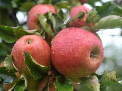Mehrere Pestizide in Äpfeln gefunden - 