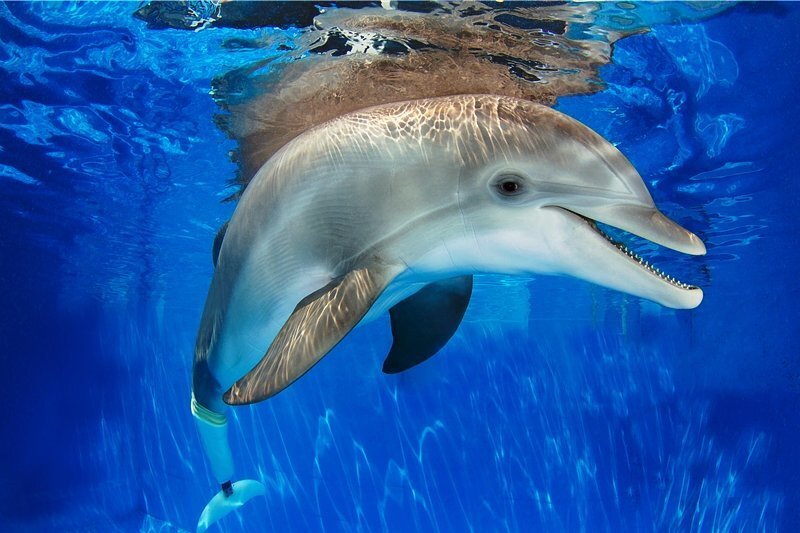 Mein Freund, der Delfin - Delfindame Winter verlor ihre Schwanzflosse. Jetzt schwimmt sie mit einer Prothese. 