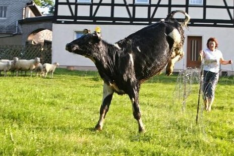 Meinsdorf: Scheune brennt - erschrockene Kühe flüchten - 