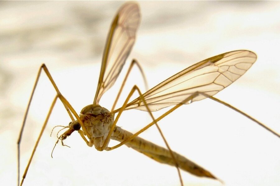 Meldepflichtige Krankheiten in Westsachsen: Auch Malaria und Krankenhauskeime haben Todesopfer gefordert - Die Anopheles gehört zu den Stechmückenarten, die fähig sind, Malaria zu übertragen. 