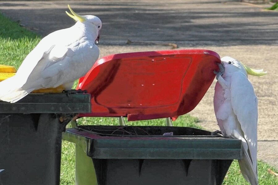 Mensch gegen Kakadu: Müll rein, Müll raus - Gewusst wie!