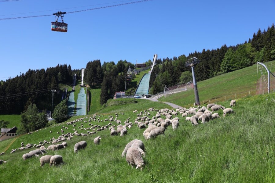 Idyllisches Bild am Fichtelberg: Schafe, Schwebebahn und Schanzenkomplex.