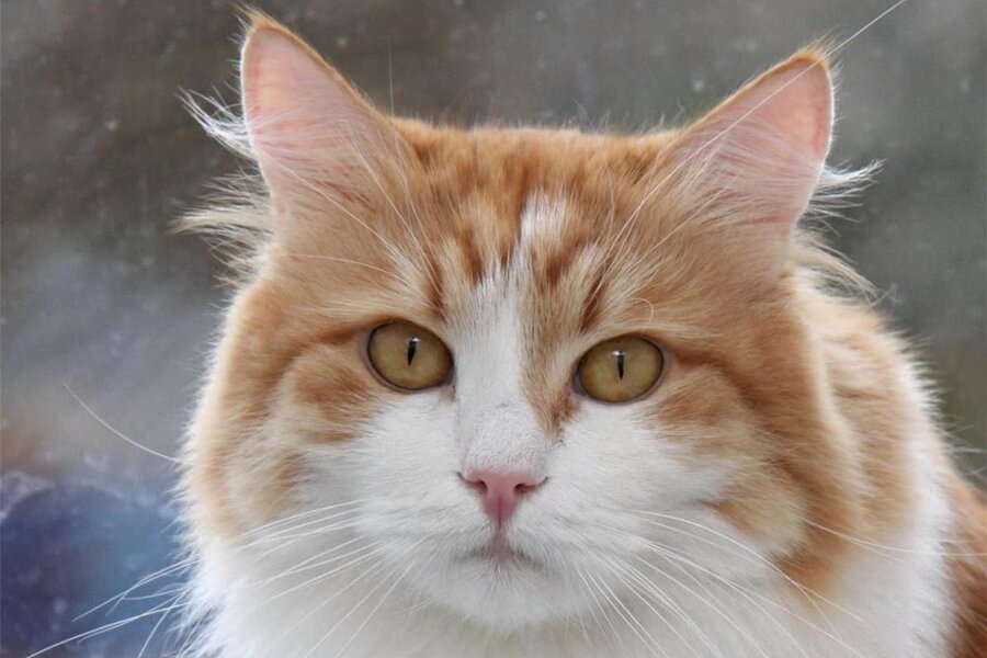 Miezen-Mimik: Katzen haben kein Pokerface - Kater Nikita mit Gesichtsausdruck Nummer 189.