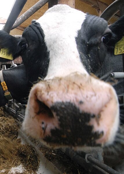 
              <p class="artikelinhalt">Eine Kuh macht muh, viele Kühe machen Mühe: Nur leider fühlen sich die Milchbauern der Region bei der Preisgestaltung übers Ohr gehauen. Es lohne sich kaum noch, Milch zu produzieren. </p>
            
