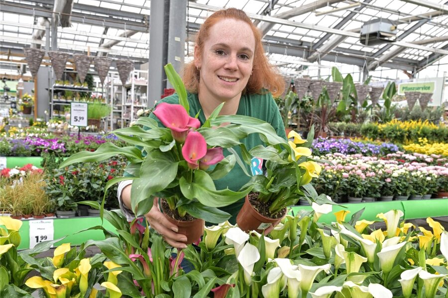 Mildes Wetter sorgt in Gartenmarkt im Erzgebirge für große Nachfrage - Mitarbeiterin Nicole Ehrlich umgeben von bunter Blumenpracht.