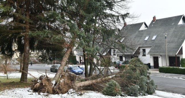 Millionenschäden durch Sturm - Stromkabel sollen unter die Erde - Sturmschäden einer Baumgruppe an der Straße der Einheit in Freiberg.