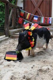 Minischwein Rudi tippt Deutschland-Spiel falsch: Hat es sich nun "ausorakelt"? - Minischwein Rudi tippte vergangene Woche auf einen Sieg für Deutschland - und lag falsch. 