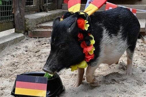 Minischwein Rudi tippte vergangene Woche auf einen Sieg für Deutschland - und lag falsch. 