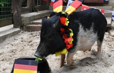 Minischwein Rudi tippt falsch: Hat es sich "ausorakelt"? - Minischwein Rudi tippte vergangene Woche auf einen Sieg für Deutschland - und lag falsch. 