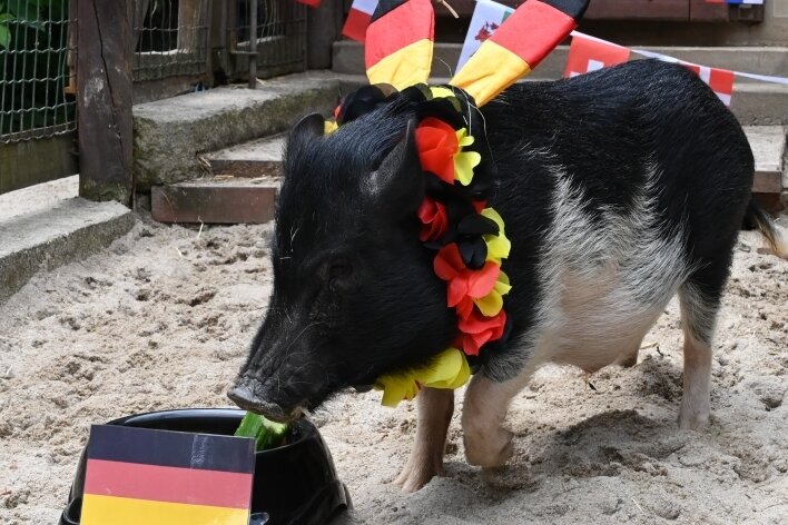Minischwein Rudi tippt falsch: Hat es sich "ausorakelt"? - Minischwein Rudi tippte vergangene Woche auf einen Sieg für Deutschland - und lag falsch. 
