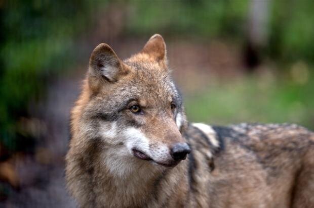 Ministerium erlaubt Abschuss von "Problemwolf" - 