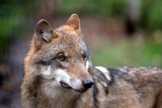Ministerium erlaubt Abschuss von "Problemwolf" - 