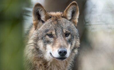 Ministerium genehmigt Abschuss eines Wolfes - 