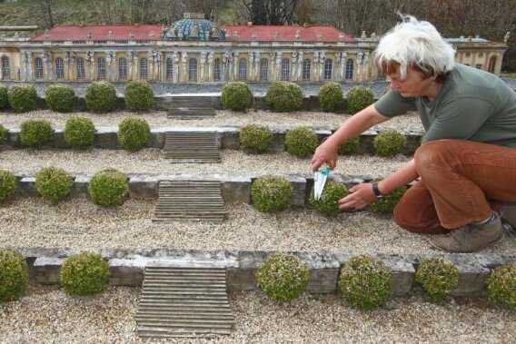 Miniwelt: Wetter erschwert Vorbereitung auf Saison - Eine Miniwelt-Mitarbeiterin pflegt die Bäumchen am Schloss Sanssouci.