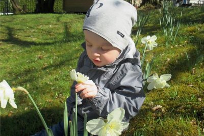 Mit Bienenfleiß zum Kindergarten-Preis - Der kleine Jaro untersucht eine der Blumen auf der Narzissenwiese genau. 