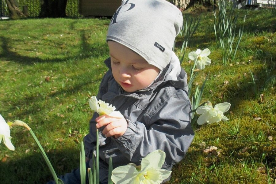 Der kleine Jaro untersucht eine der Blumen auf der Narzissenwiese genau. 