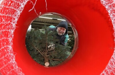 Mit Kamera und Telefon auf Suche nach dem Weihnachtsbaum - Baumschulmitarbeiter Roland Stuhldreher verpackt in Hohenstein-Ernstthal die Bäume für den Transport in ein Netz.
