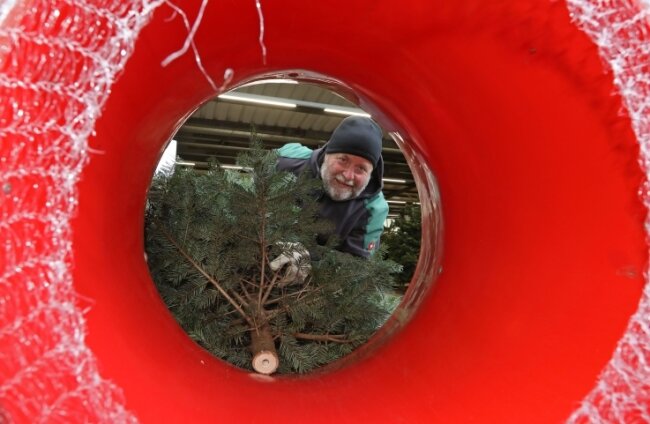 Baumschulmitarbeiter Roland Stuhldreher verpackt in Hohenstein-Ernstthal die Bäume für den Transport in ein Netz.