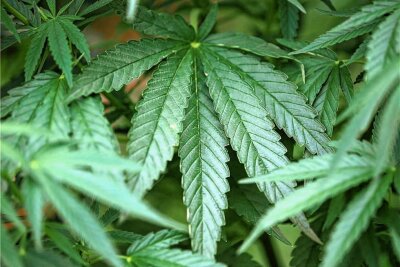Mit Kokain und Marihuana im Auto unterwegs: Drogendealer in Schöneck gefasst - Das Symbolbild zeigt Hanf-Pflanzen (Cannabis), die in einem Garten wachsen.