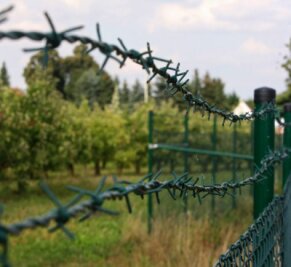 Mit Stacheldraht gegen Apfeldiebe - 
              <p class="artikelinhalt">Mit Stacheldraht schützen die Marienthaler Obstbauern ihre Apfelbäume vor Dieben. </p>
            