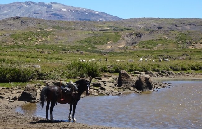 Mit zwei PS unterwegs in Patagonien - Söckchen hat seinen Namen von den weißen Stellen nahe der Hufe. Den Hengst hatte Solveig Schmidt 2014 gekauft. 