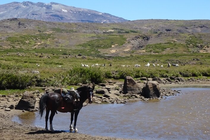 Mit zwei PS unterwegs in Patagonien - Söckchen hat seinen Namen von den weißen Stellen nahe der Hufe. Den Hengst hatte Solveig Schmidt 2014 gekauft. 