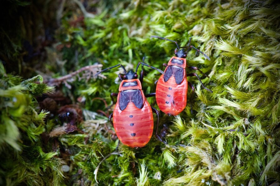Mitmachaktion "Insektensommer" - Feuerwanze im Fokus - Die Feuerwanze lebt meist am Boden und ist ungefährlich. Die schwarz-roten Tiere treten zumeist in Gruppen auf und kündigen den Frühling an.