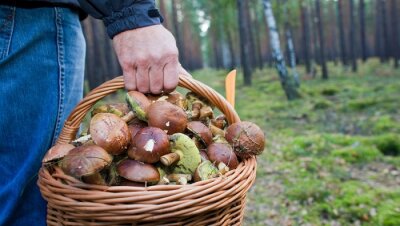 Mittelmäßige Pilzsaison in Sachsen - Sammler verirren sich - 