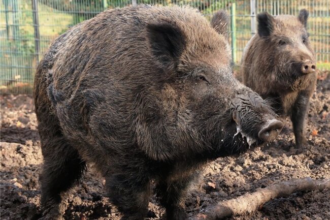 Keiler und Bache: Wildschweine übertragen das gefährliche Virus. 