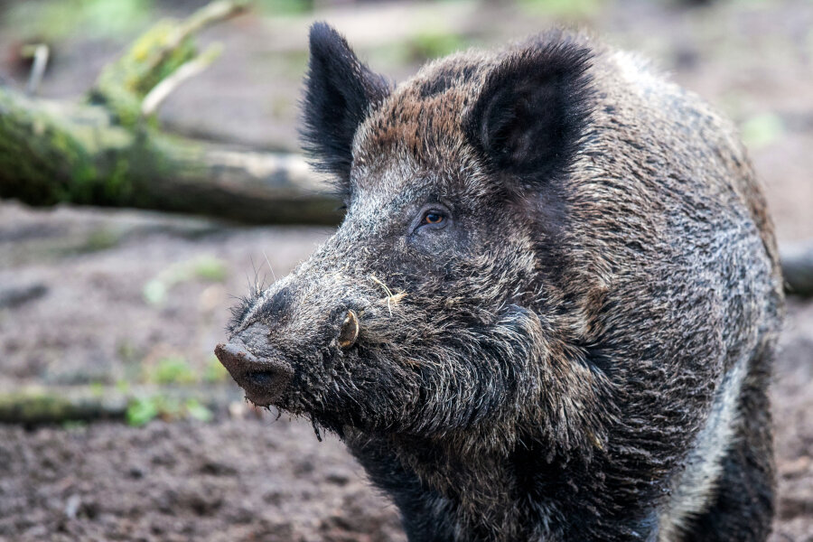 Mittelsachsen bereitet sich auf Schweinepest vor - 