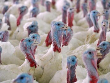 Mittelsachsen: Bislang keine Fälle von Vogelgrippe - Acht Schauen abgesagt - 