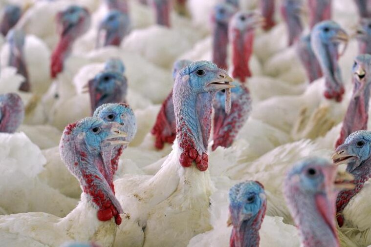 Mittelsachsen: Bislang keine Fälle von Vogelgrippe - Acht Schauen abgesagt - 