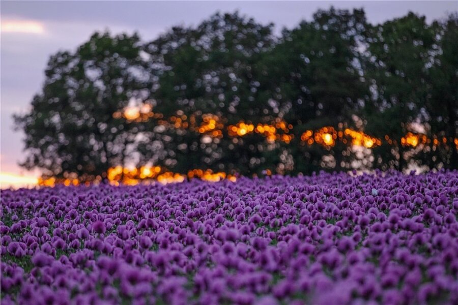 Mohnblüte bietet ein lila Farbenmeer - 