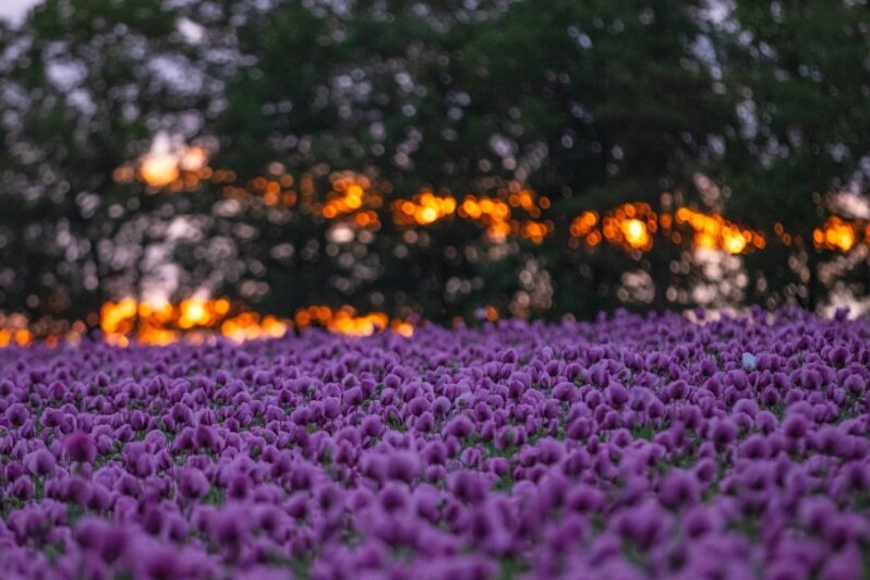 Mohnblüte führt zu einem lila Farbenmeer - 
