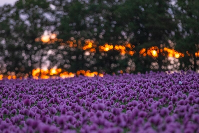 Mohnblüte führt zu einem lila Farbenmeer 