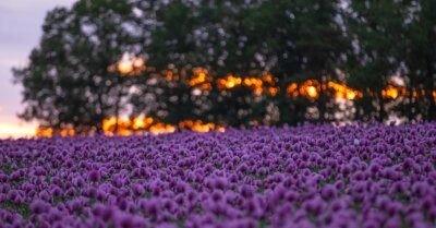 Mohnblüte führt zu einem lila Farbenmeer - 