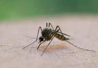 Mückensaison geht in Sachsen wieder los - fünf Tipps gegen juckende Stiche - Die Menschen in Sachsen müssen sich auf deutlich mehr Stechmücken in diesem Jahr einstellen.