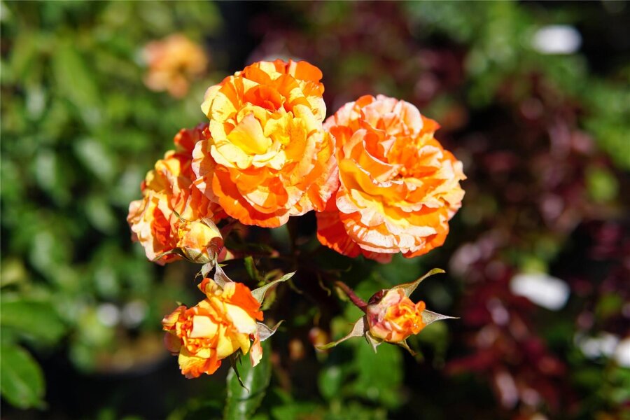 Mülsen: Besucher küren die schönste Rose - Besucher haben die Rosen der Sorte als die schönsten Rosen gekürt.