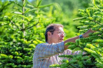 Müssen wir dieses Jahr mehr für Weihnachtsbäume zahlen? Das sagt der Verband - Forstunternehmer Eberhard Hennecke arbeitet an Tannen auf seiner Plantage im Sauerland. Schon gut ein halbes Jahr vor Weihnachten blickten die Baumerzeuger optimistisch auf das Fest. 