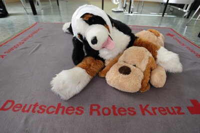 Mund-zu-Hund-Beatmung: Zu Besuch bei einem Erste-Hilfe-Kurs für Haustiere in Zwickau - An den Plüschhunden Bruno und Henriette werden im Erste-Hilfe Kurs Verbände, Beatmungstechniken und nützliche Handgriffe demonstriert.