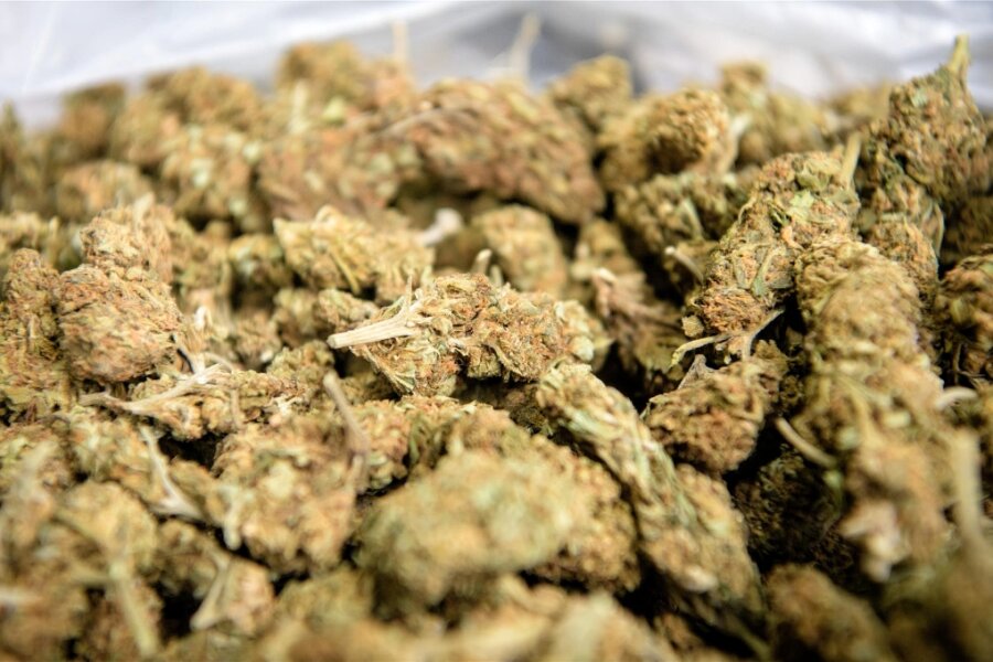 Mutmaßlicher Drogenhändler aus Plauen vor Gericht: 33-Jährigem droht mehrjährige Haftstrafe - Marihuana in Form von Blütenständen in einer Kiste: Ein 33-jähriger Mann aus Plauen muss sich wegen Drogenhandel vor Gericht verantworten.