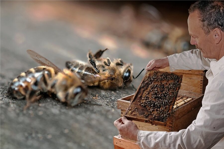 Mysteriöses Bienensterben: Imker aus Crimmitschau hat bösen Verdacht - Dietmar Schernell imkert seit 1985. Wiederholte Verluste von Bienenvölkern machen dem Rentner aus Crimmitschau nicht nur finanziell zu schaffen.