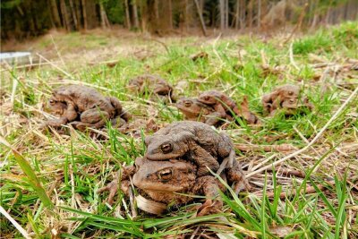 Nabu Freiberg braucht Helfer: Amphibien-Zäune werden aufgestellt - Wenn es wieder wärmer wird, gehen die Erdkröten auf Wanderschaft, auch über viel befahrene Straßen. 