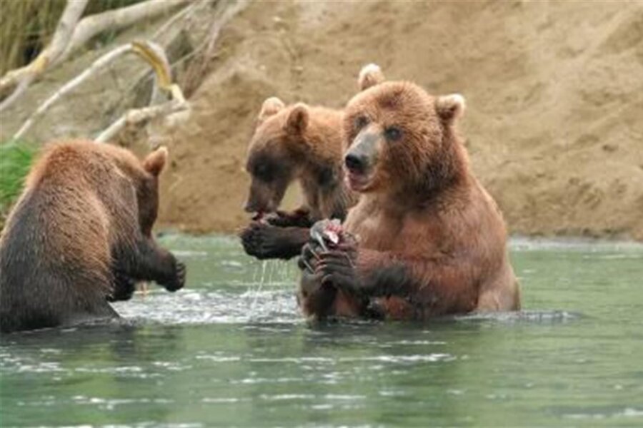 Nabu lädt zur Vortrag über sibirische Wildnis in Callenberg - Wildtiere wie Braunbären sind für Peter Romanow beste Fotomotive.