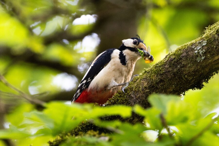 Nabu: Waldvögel erobern zunehmend Wohngebiete - Typische Waldvögel, wie der Buntspecht, sind immer häufiger in Wohngebieten vorzufinden.